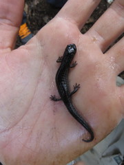 Pseudoeurycea mixteca