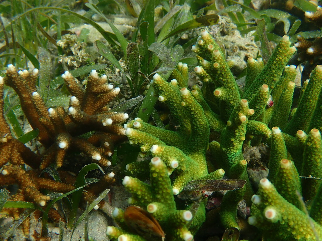 Acropora aspera