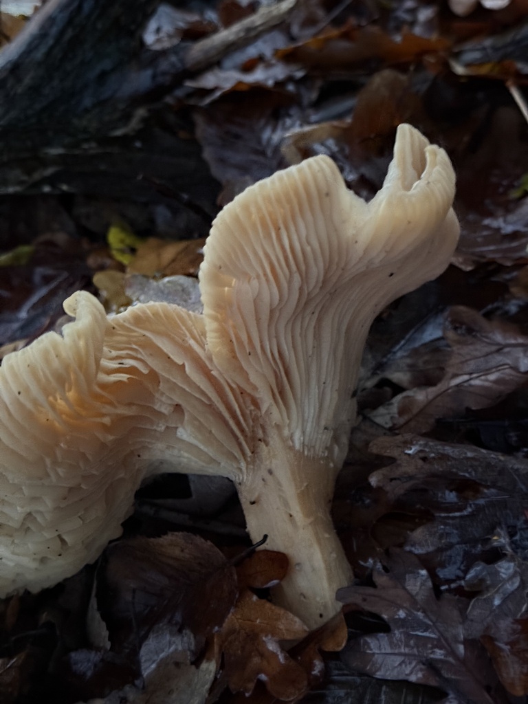 Infundibulicybe geotropa · December 2025 · photo: © cjoynson (iNaturalist, cc0)