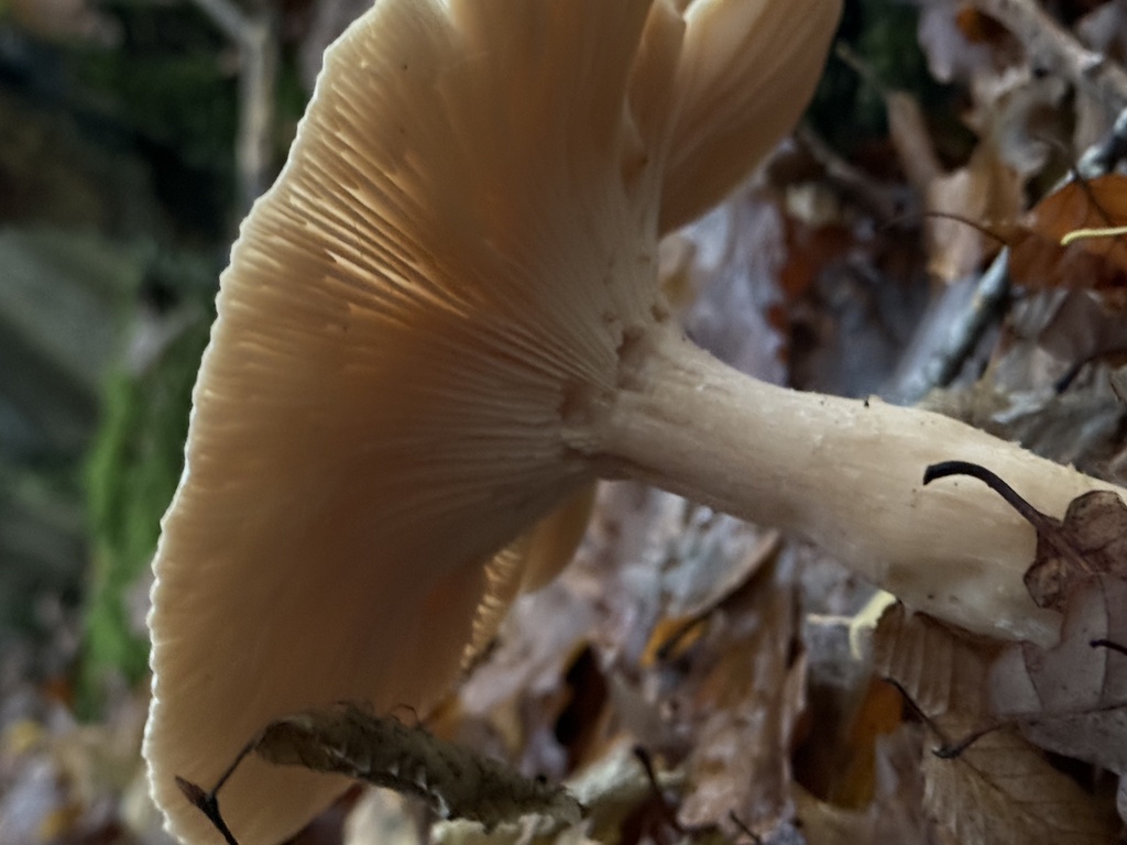 Infundibulicybe geotropa · December 2025 · photo: © cjoynson (iNaturalist, cc0)