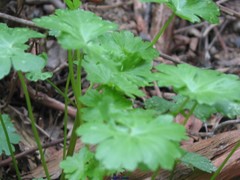 Geranium lucidum