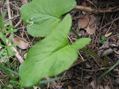 Arum cylindraceum