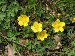 Potentilla crantzii