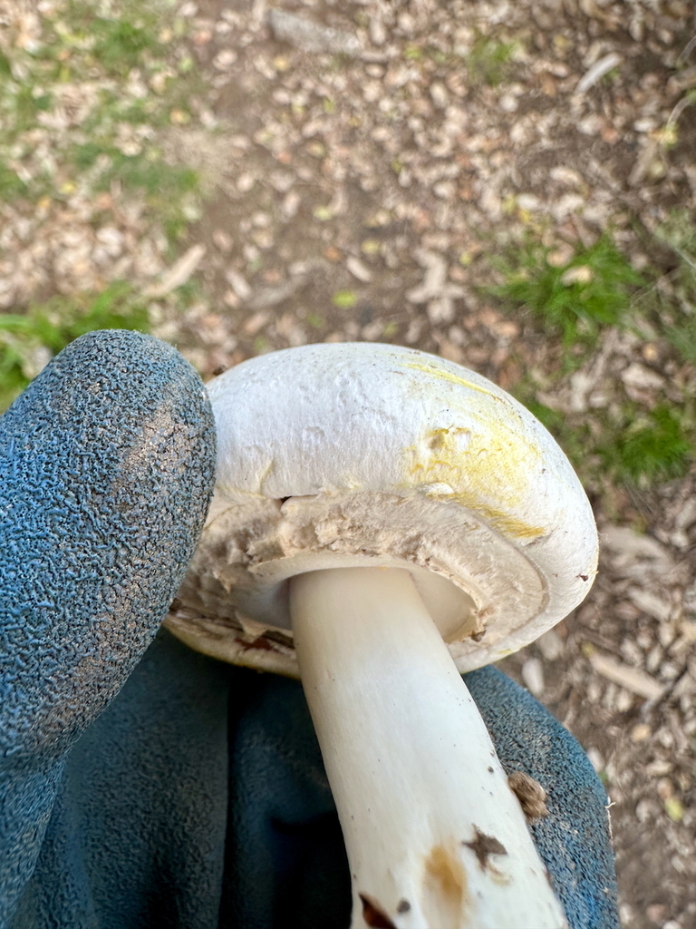 Agaricus xanthodermus · December 2025 · photo: © andy71 (iNaturalist, cc0)