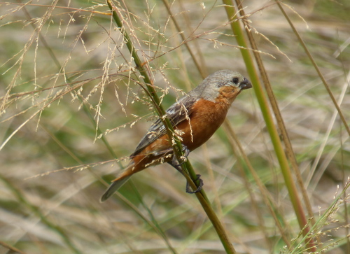 Tawny-bellied Seedeater (Sporophila hypoxantha), photo 9