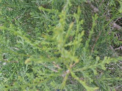 Juniperus thurifera