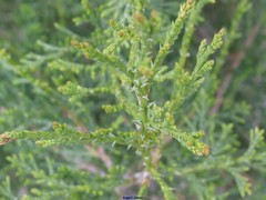 Juniperus thurifera