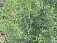 Juniperus thurifera