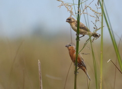 Sporophila hypoxantha