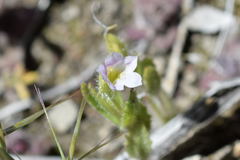Erythranthe parishii