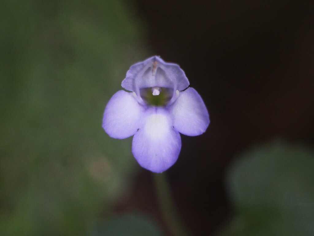 Torenia benthamiana (Torenia benthamiana)
