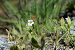 Erythranthe parishii