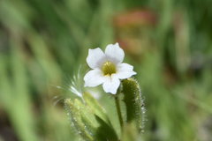 Erythranthe parishii