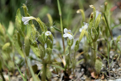 Erythranthe parishii