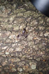 Euscorpius flavicaudis