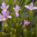 Lachnaea grandiflora - Photo (c) Hamish Robertson, algunos derechos reservados (CC BY-NC), subido por Hamish Robertson
