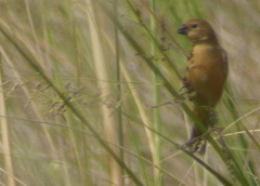 Sporophila cinnamomea