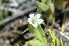 Erythranthe parishii