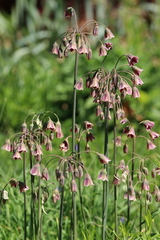 Allium siculum