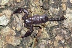 Euscorpius flavicaudis
