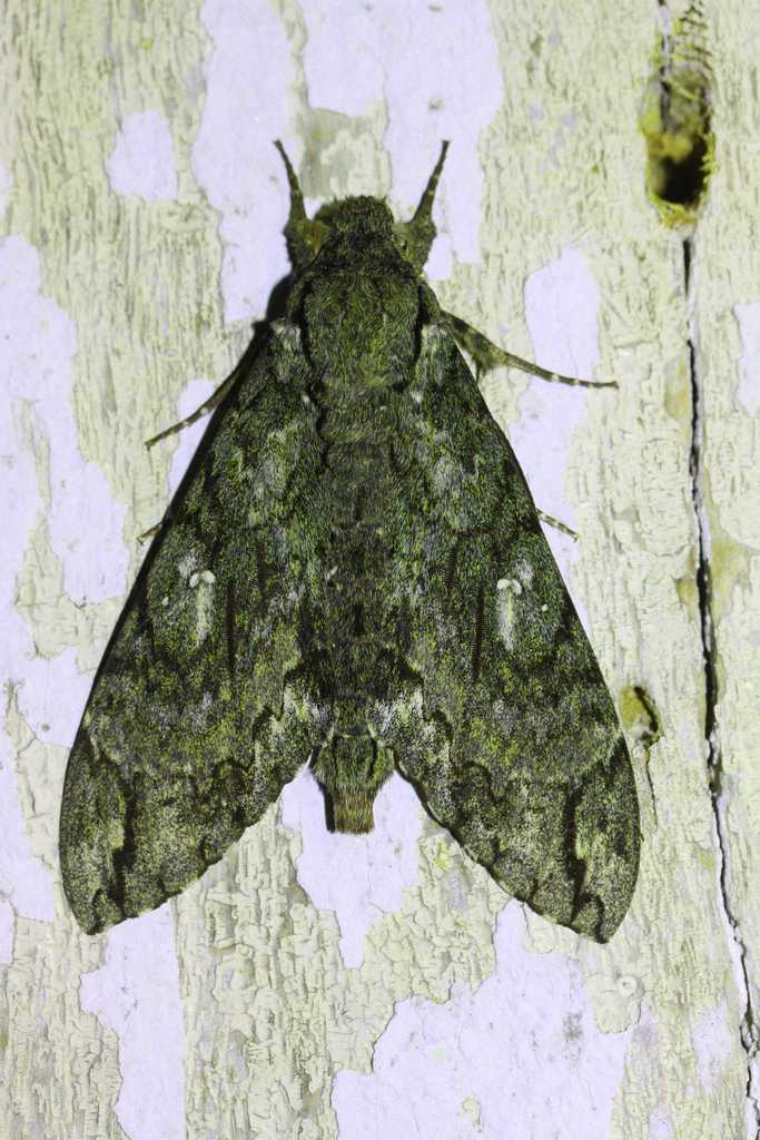 Cocytius mephisto