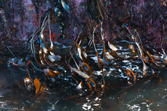 Laminaria setchellii