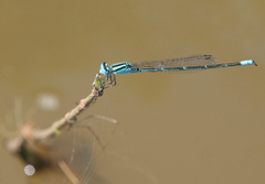 Pseudagrion australasiae