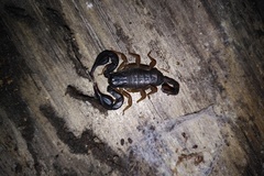 Euscorpius flavicaudis