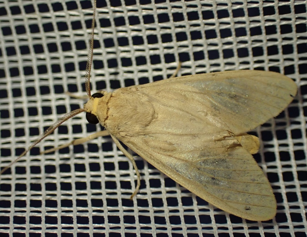 Trichromia leucoplaga