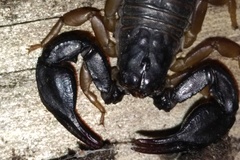 Euscorpius flavicaudis