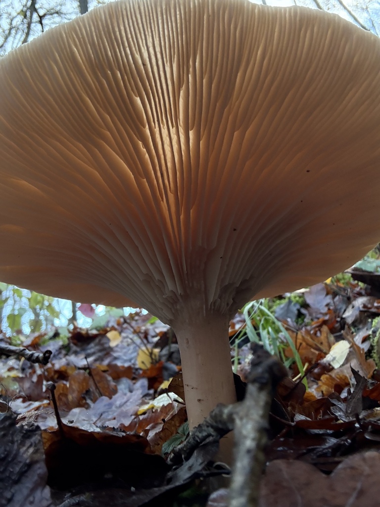 Infundibulicybe geotropa · December 2025 · photo: © cjoynson (iNaturalist, cc0)
