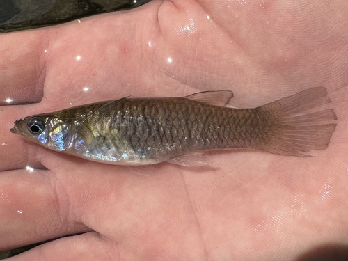 Barred livebearer (Poeciliopsis turrubarensis) — Poeciliidae — 2