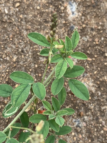 Indigofera trita var. subulata image