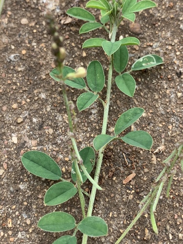 Indigofera trita image