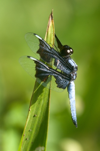 Portia Widow