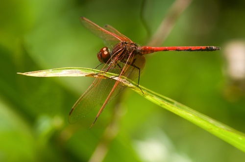 Red-veined Dropwing