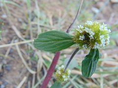 Mitracarpus breviflorus