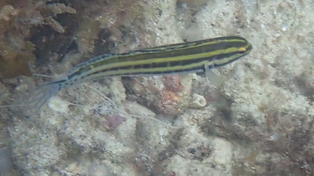 Black-banded Blenny