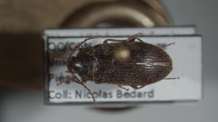 Hymenorus molestus