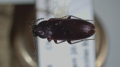 Mycetochara binotata