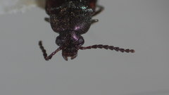 Mycetochara binotata