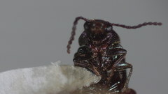 Mycetochara binotata