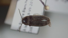 Hymenorus niger