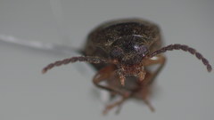 Hymenorus niger