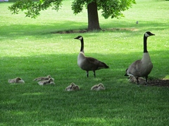 Branta canadensis