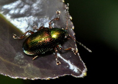 Dermorhytis variabilis