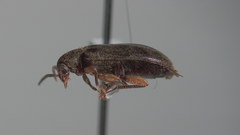 Hymenorus niger