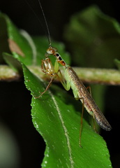 Hapalopezella maculata