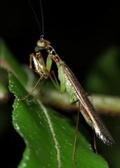 Hapalopezella maculata