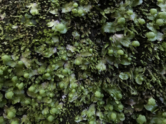 Cryptomitrium tenerum